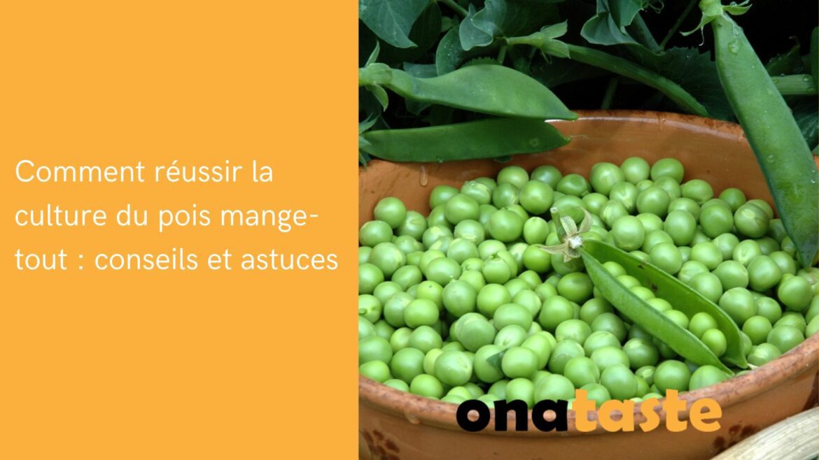 Comment réussir la culture du pois mange-tout conseils et astuces
