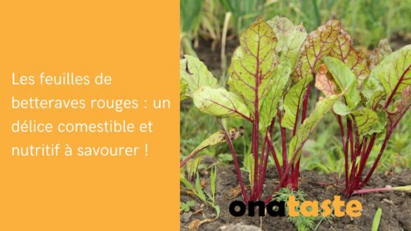 Les feuilles de betteraves rouges : un délice comestible et nutritif à