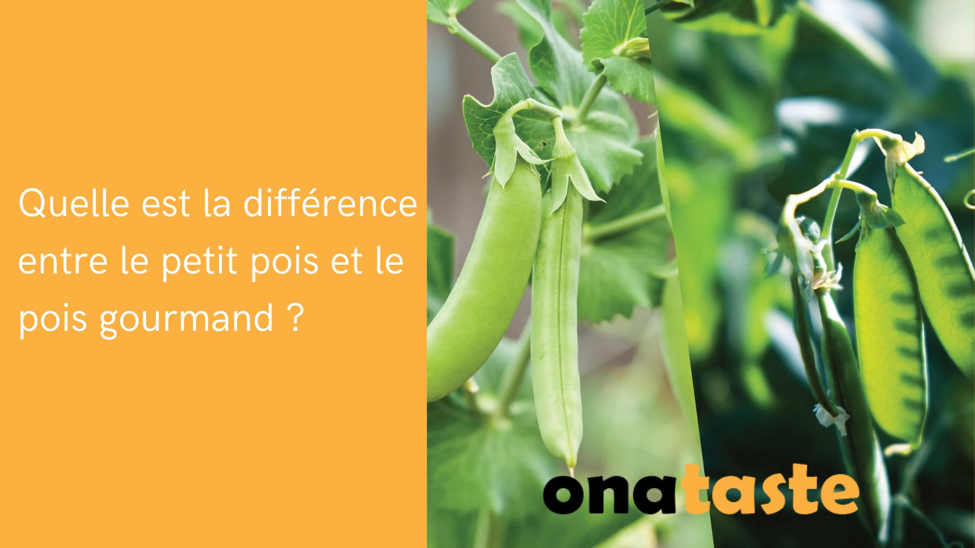 difference pois casses et petit pois