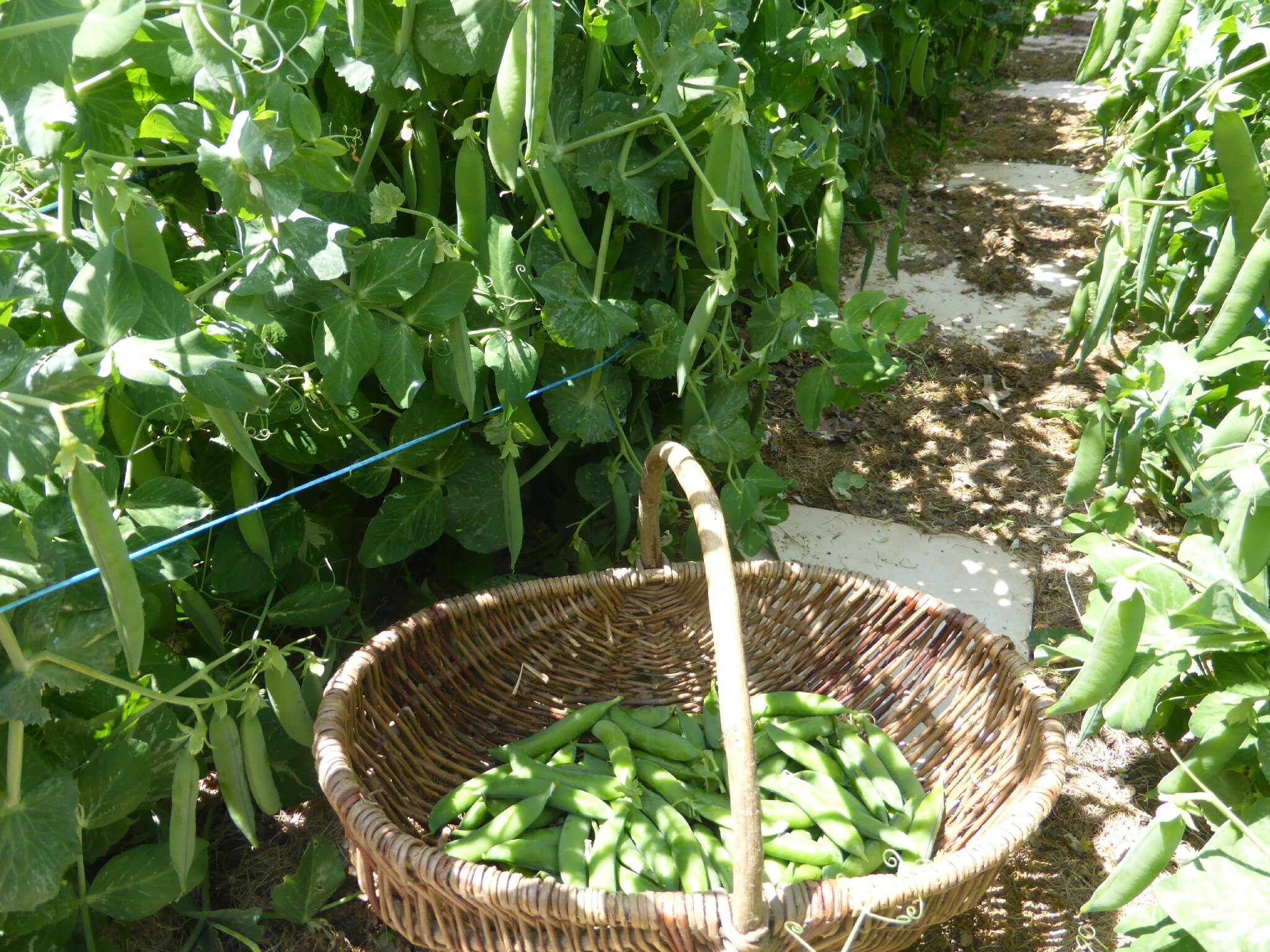 Quand semer et récolter les pois gourmands conseils et recettes — OnaTaste France Magazine N