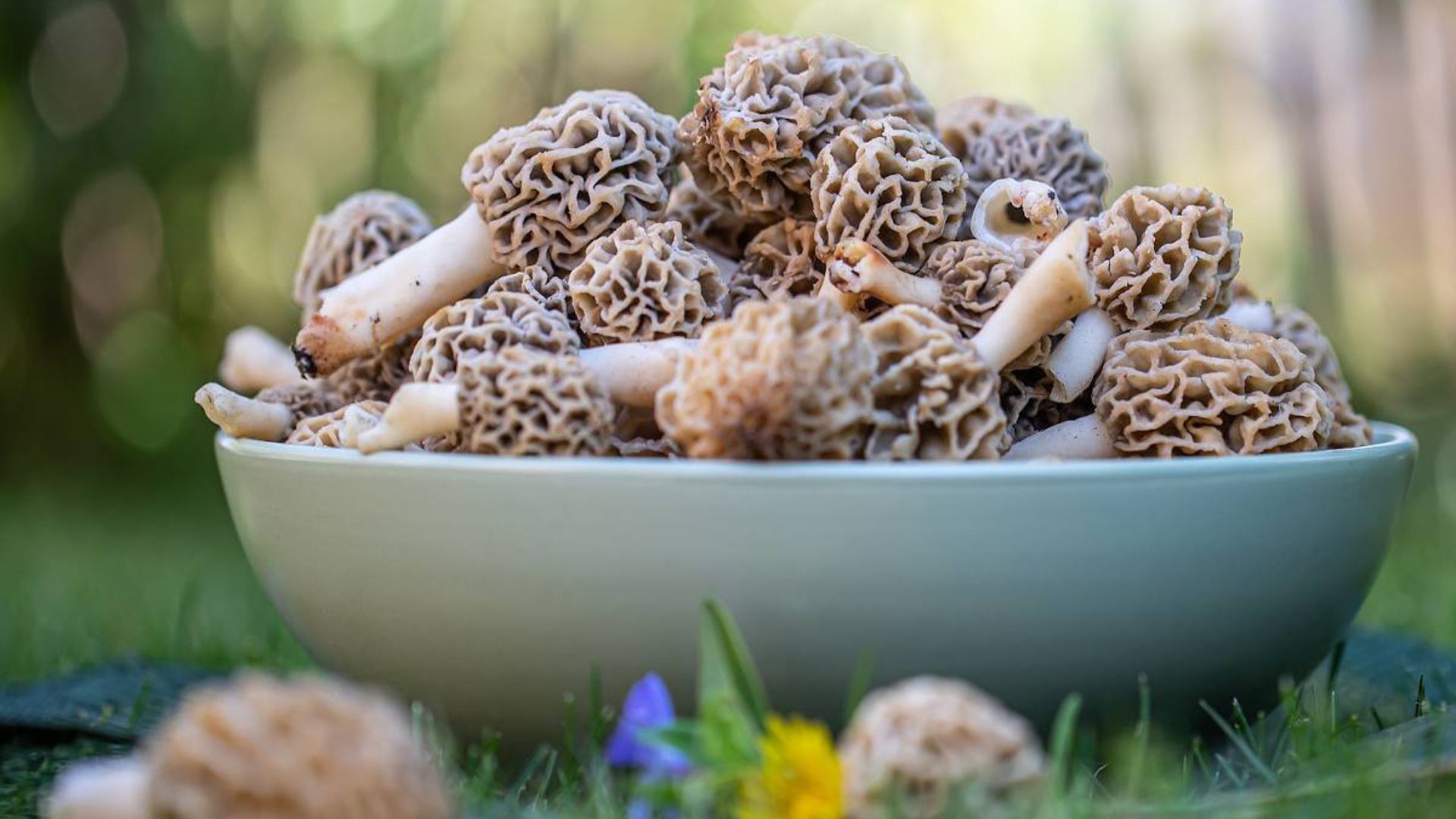 Comment bien préparer et déguster les morilles conseils d