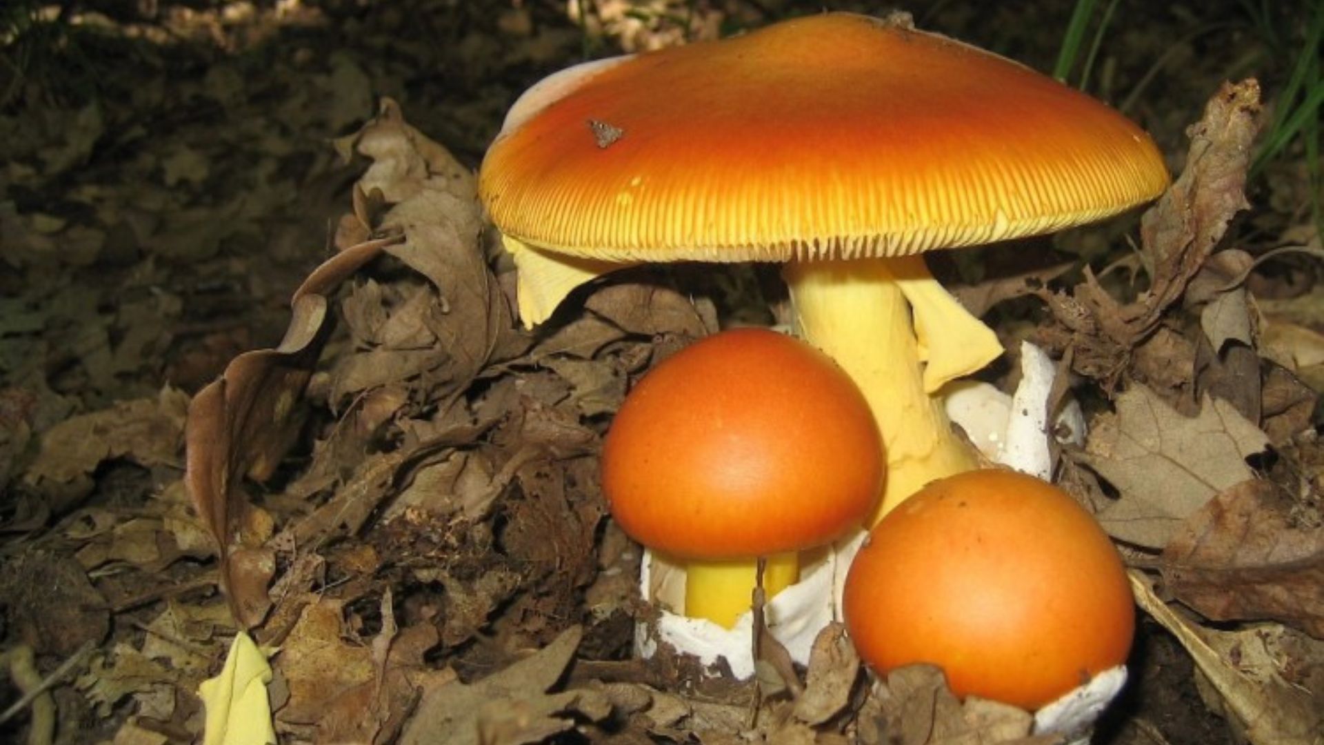 L'Amanite des Césars : Découvrez le Champignon le Plus Cher du Monde ...