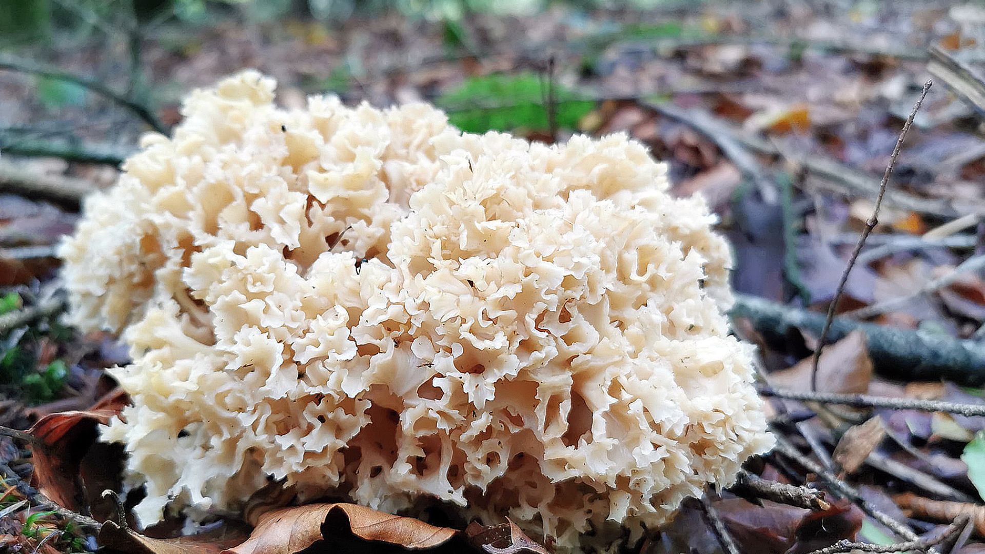 la-morille-blanche-un-d-lice-comestible-d-couvrir-onataste