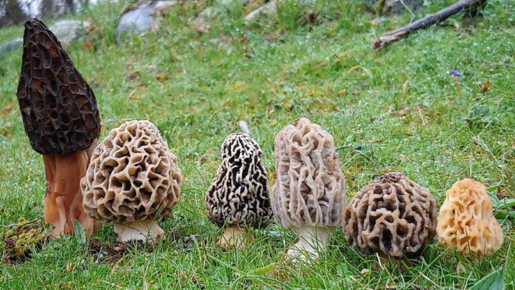 Pourquoi Les Morilles Sont Si Chères Découvrez Les Secrets De Leur Rareté Et De Leur Prix 